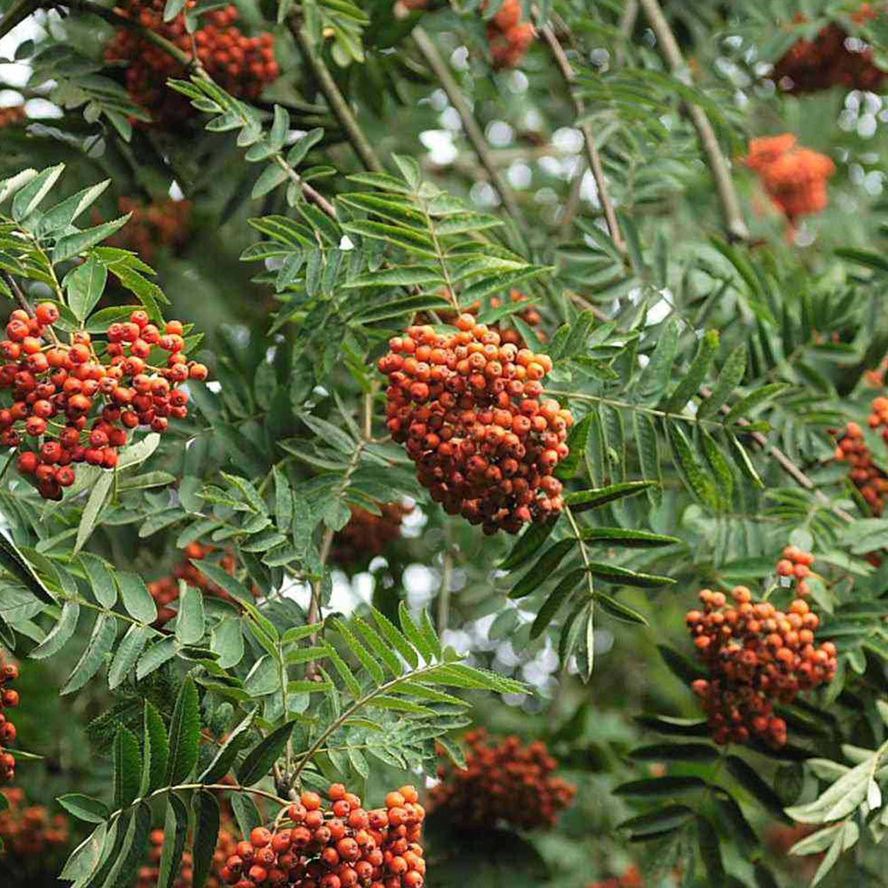 Sorbus Asplenifolia Tree (12L, 5-6ft)