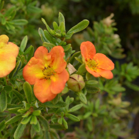 Potentilla Bella Sol (9cm)
