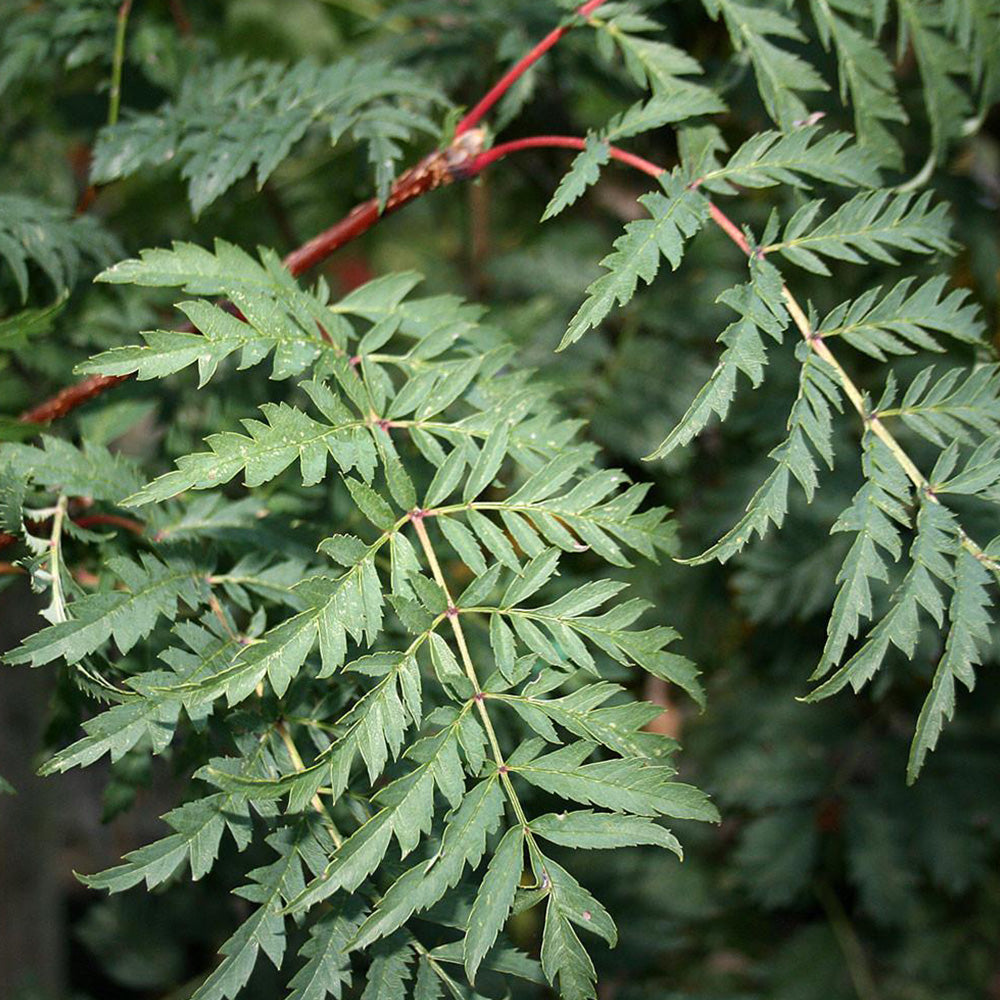 Sorbus Asplenifolia Tree (12L, 5-6ft)