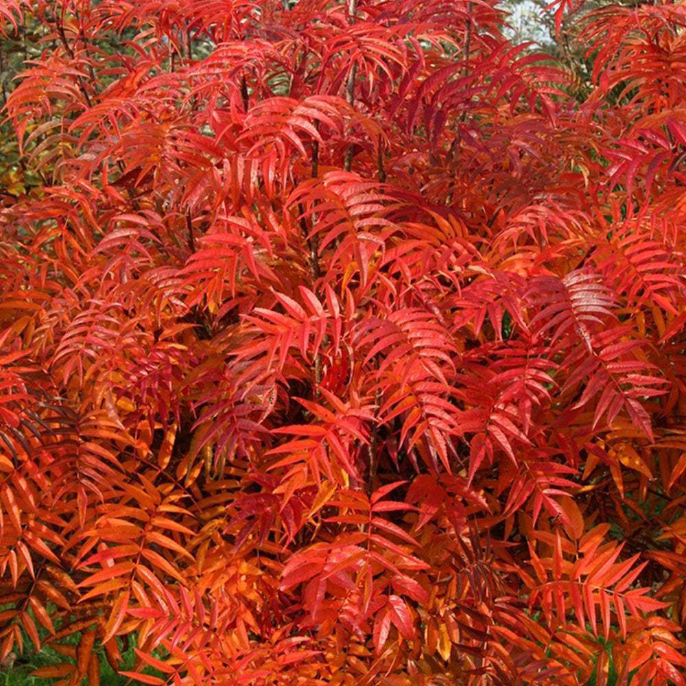 Sorbus Olympic Flame Tree (12L, 5-6ft)