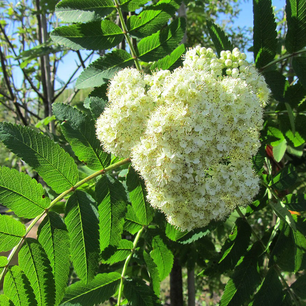 Sorbus Sheerwater Seedling Tree (12L, 5-6ft)