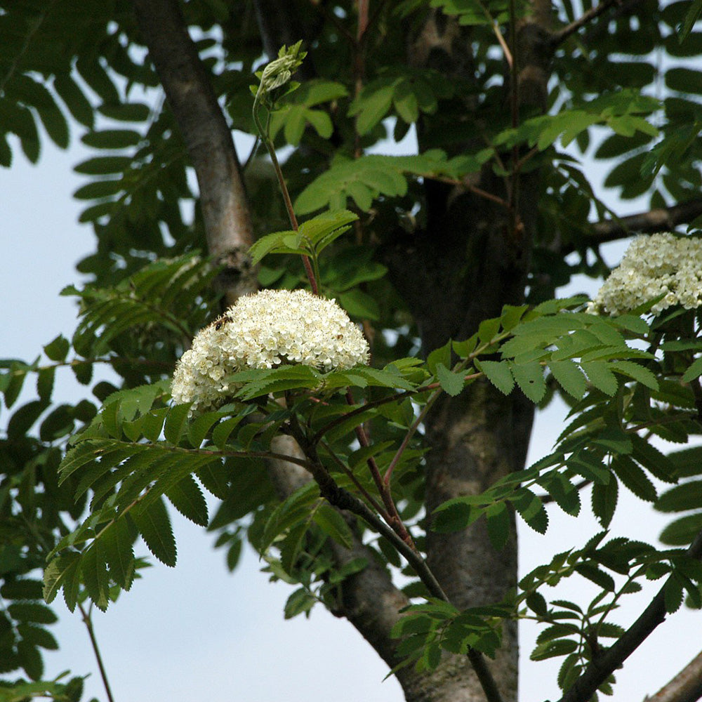 Sorbus Sheerwater Seedling Tree (12L, 5-6ft)