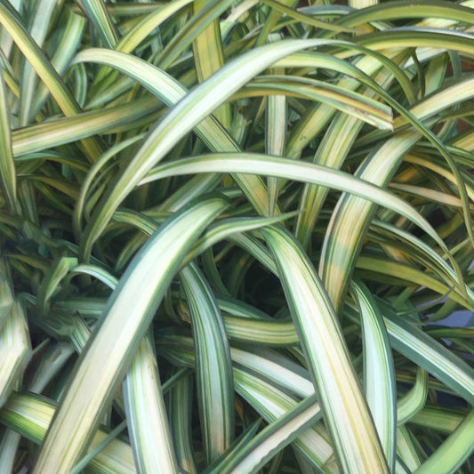 Phormium Blondie (9cm)