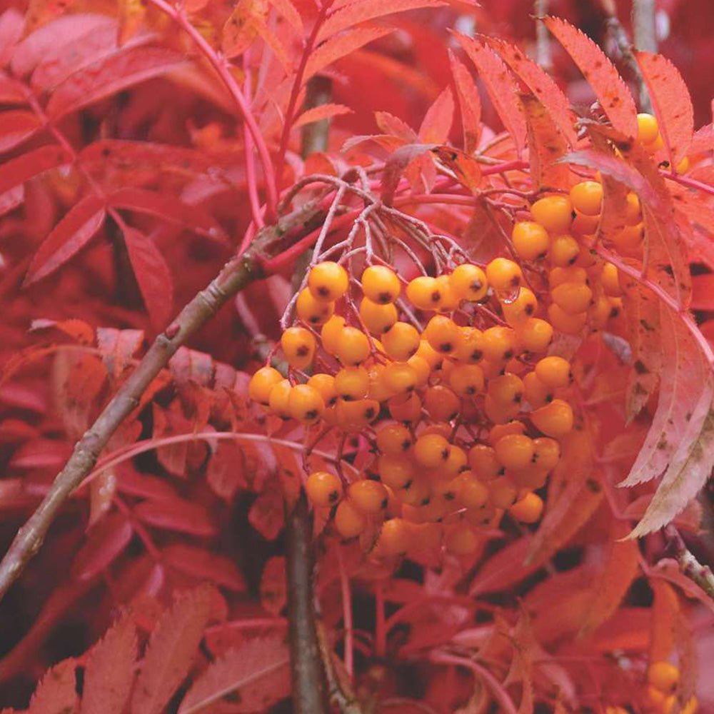 Sorbus Autumn Spire Tree (12L, 5-6ft)