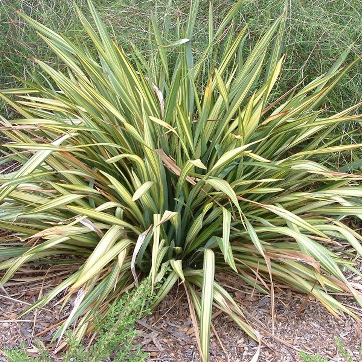 Phormium Apricot Queen (9cm)