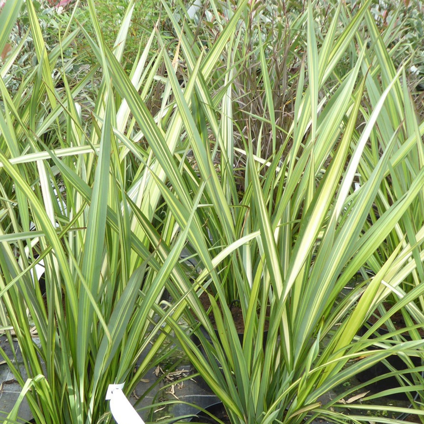 Phormium Apricot Queen (9cm)