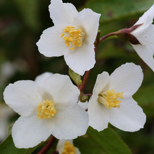Philadelphus Starbright (9cm)