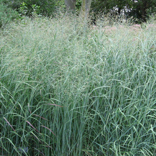 Panicum Heavy Metal (9cm)