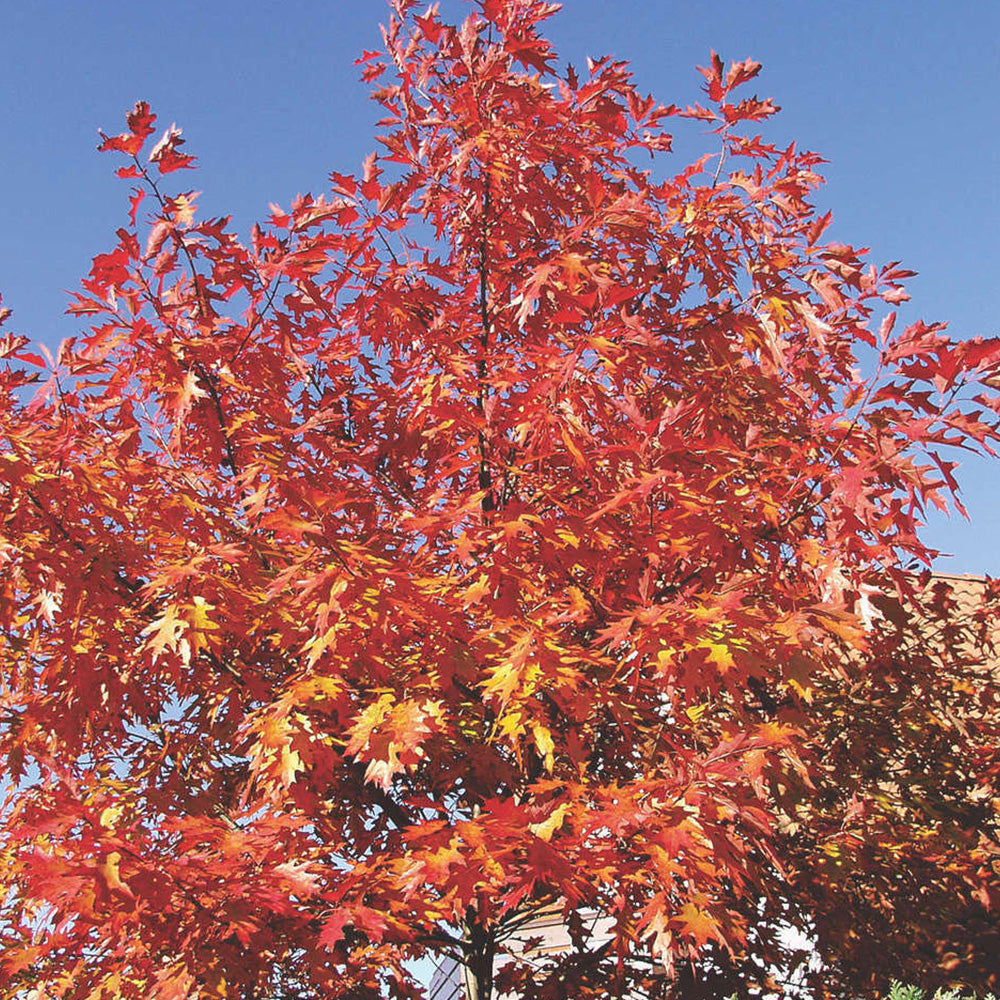 Quercus Rubra Tree (12L, 5-6ft)