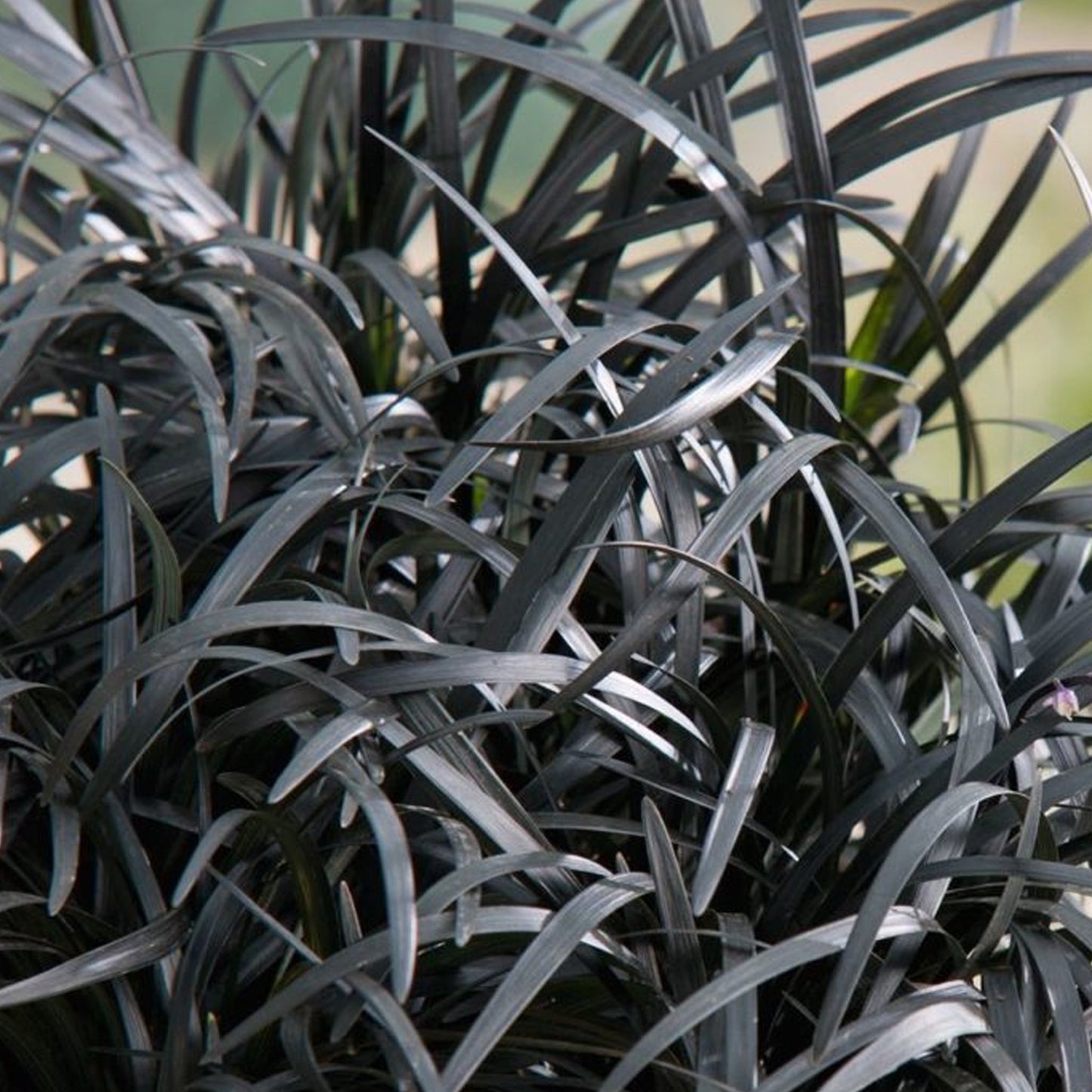 Ophiopogon Black Beard (9cm)