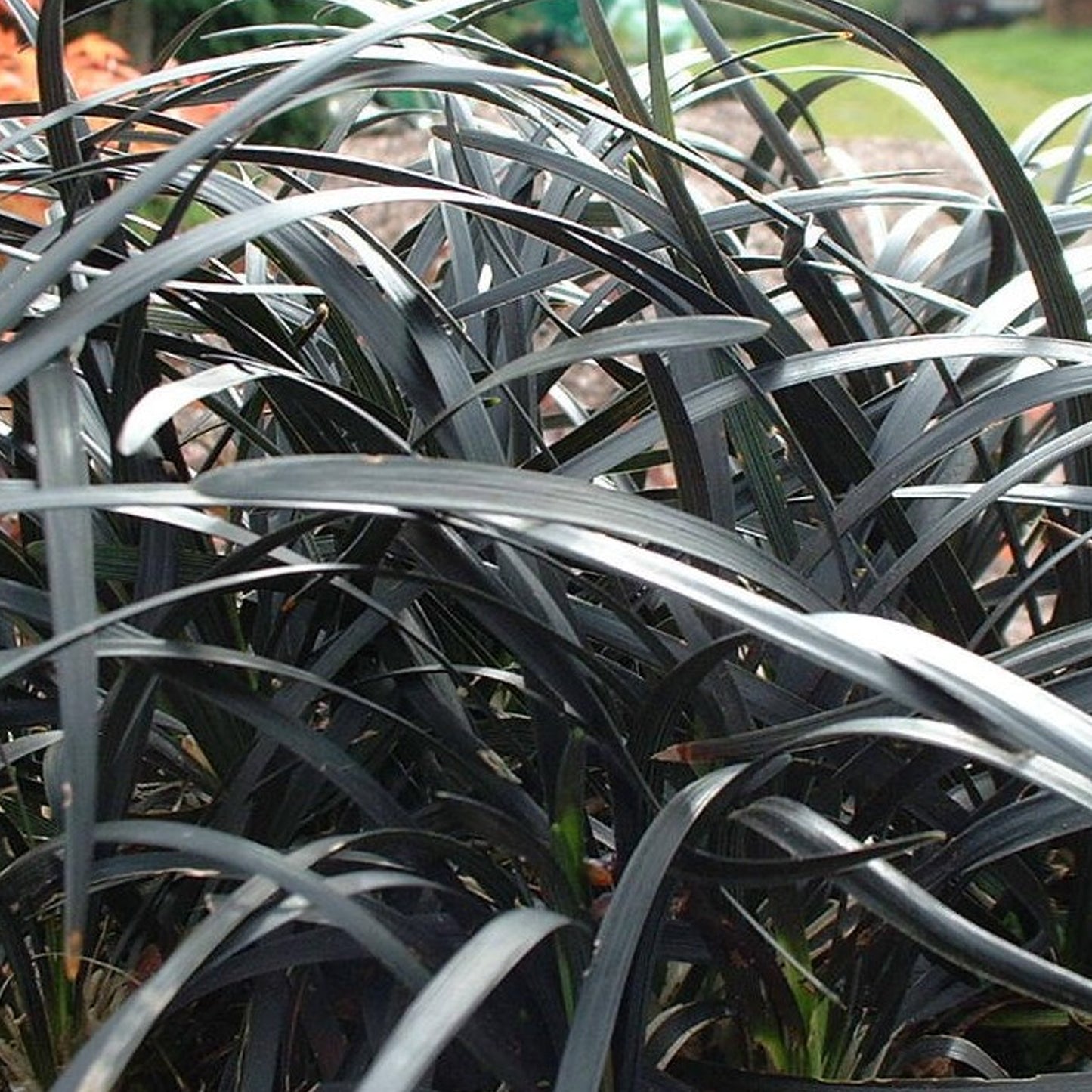 Ophiopogon Black Beard (9cm)