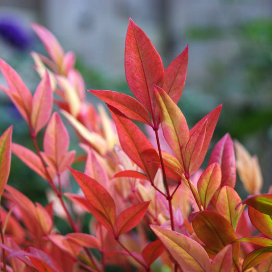 Nandina Sunset Boulevard (9cm)