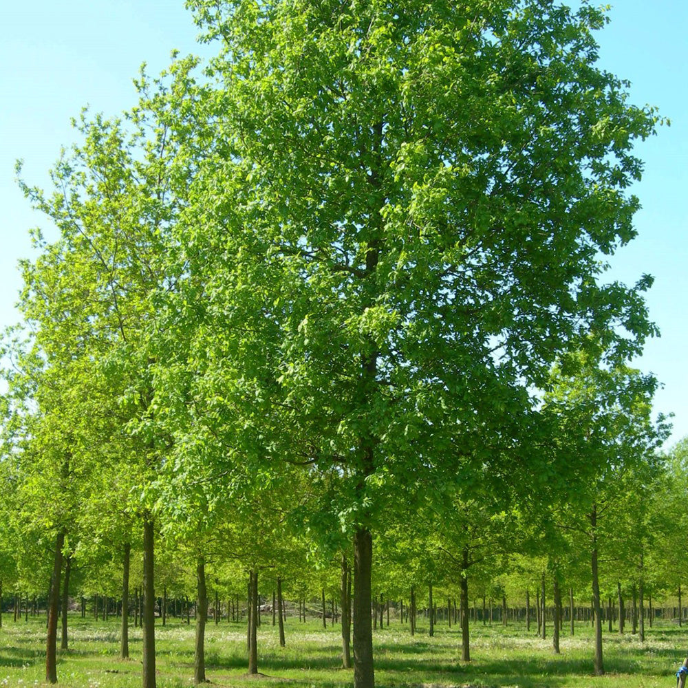 Quercus Robur Tree (12L, 5-6ft)
