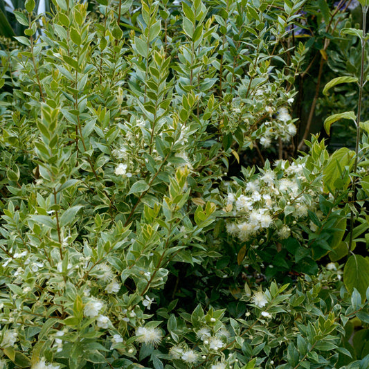 Myrtus Variegata (9cm)