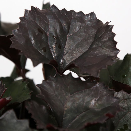 Ligularia Pandora (9cm)