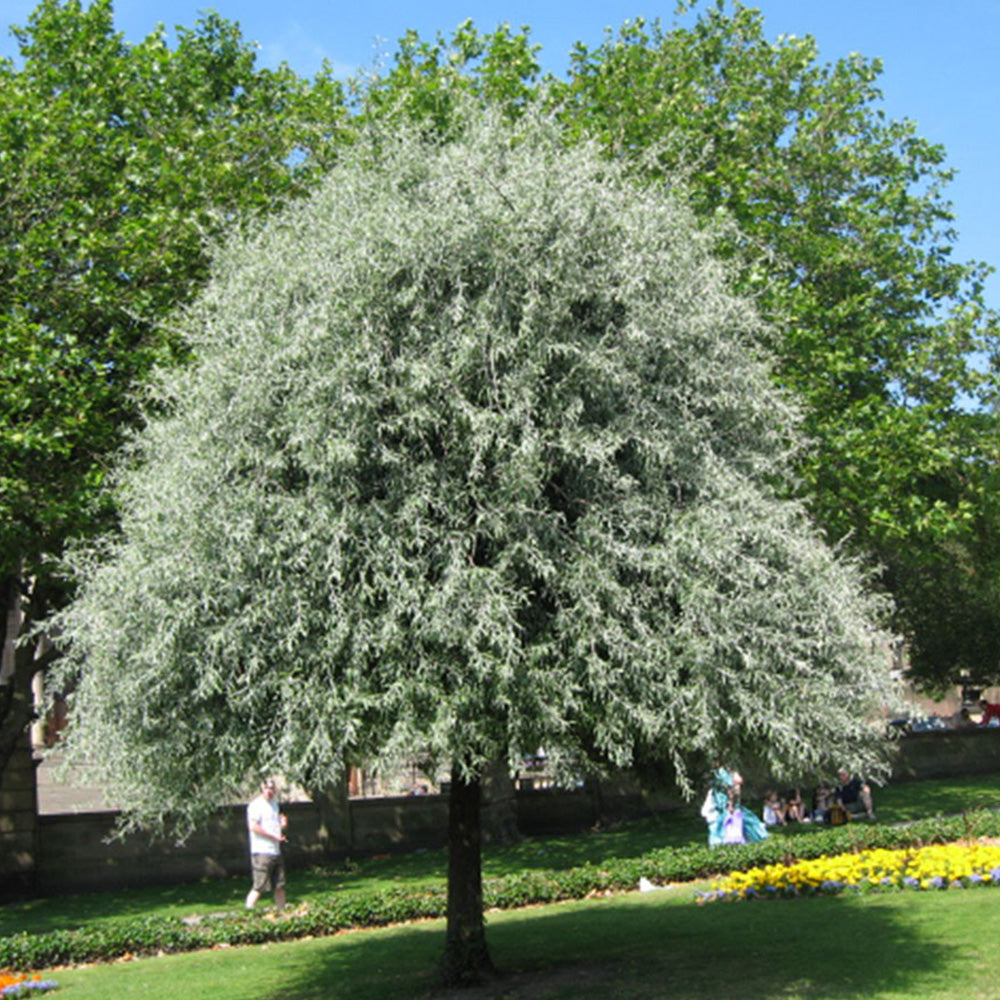 Pyrus Pendula Tree (12L, 5-6ft)