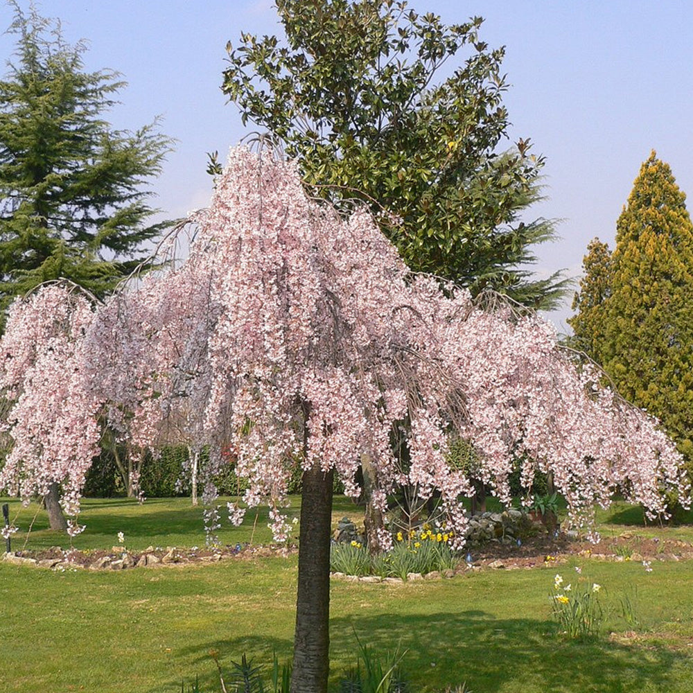 Prunus Pendula Rubra Tree (12L, 5-6ft)