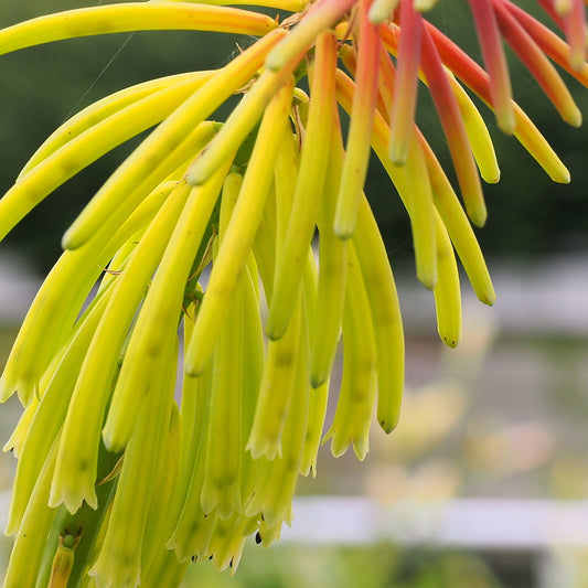 Kniphofia Rufa Rasta (9cm)