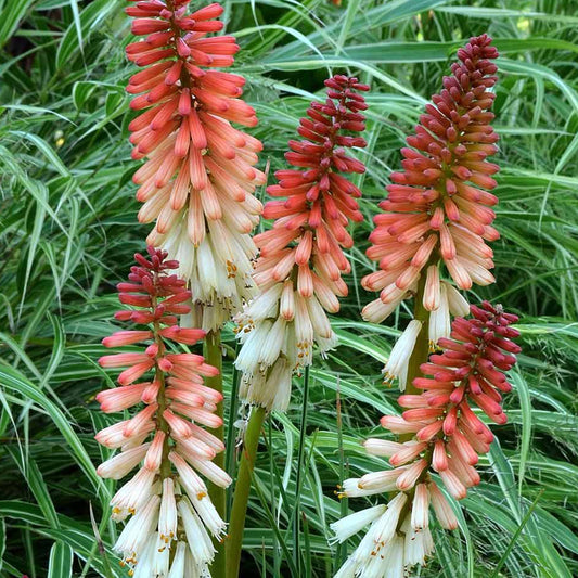 Kniphofia Orange Vanilla Popsicle (9cm)