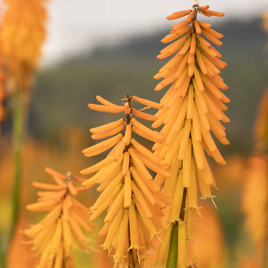 Kniphofia Mango Popsicle (9cm)