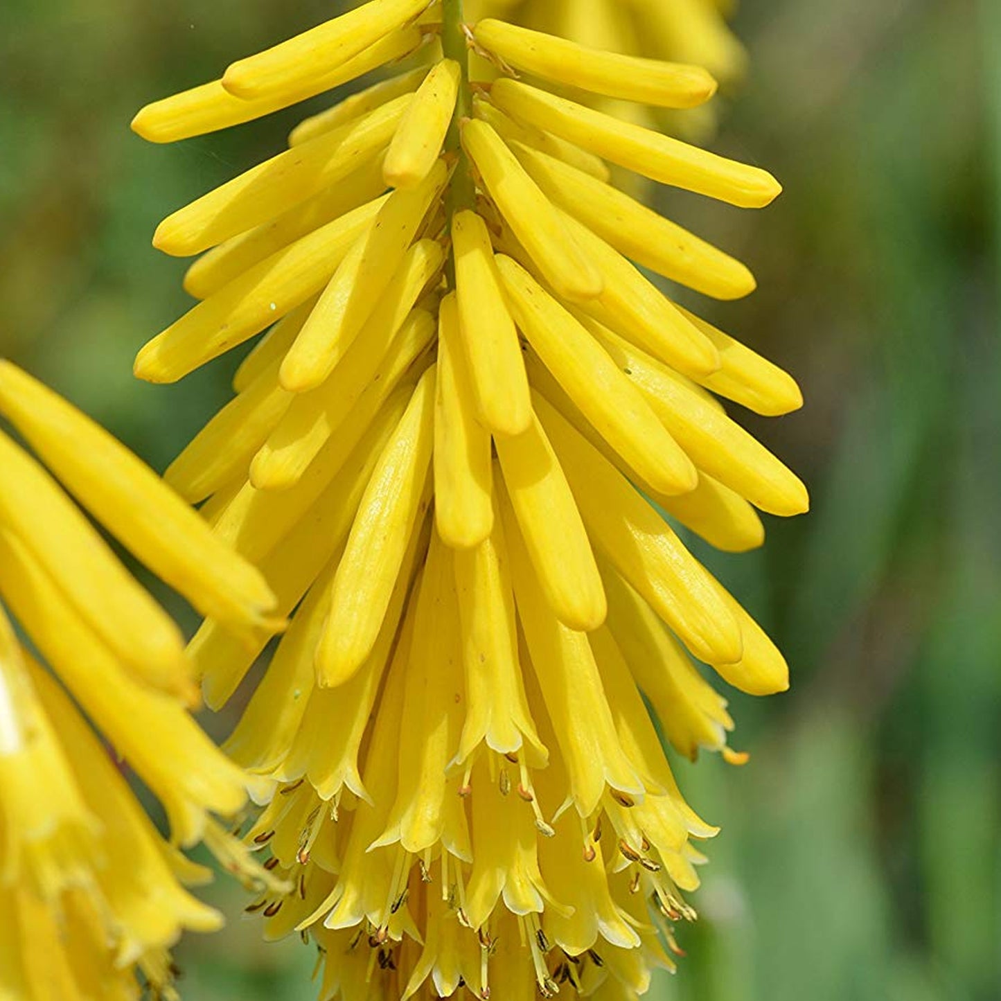 Kniphofia Lemon Popsicle (9cm)