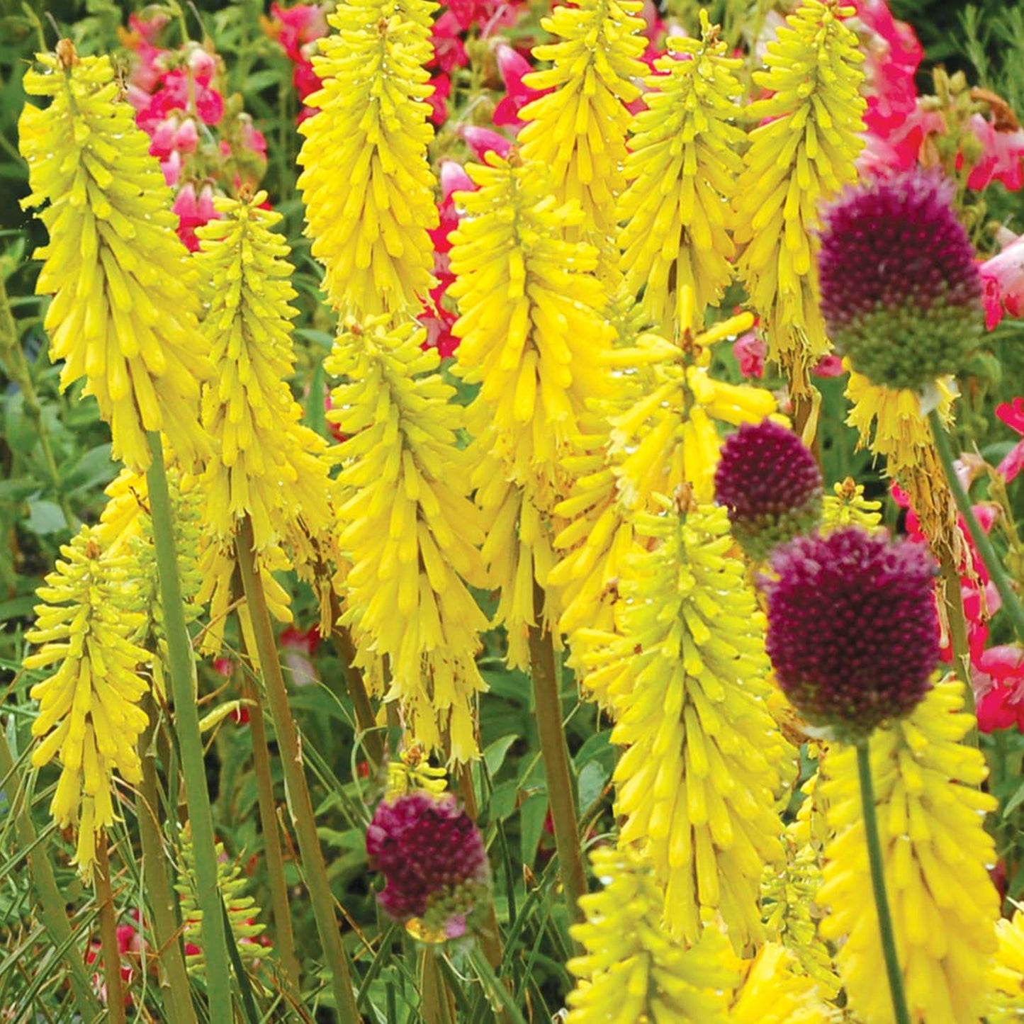 Kniphofia Lemon Popsicle (9cm)