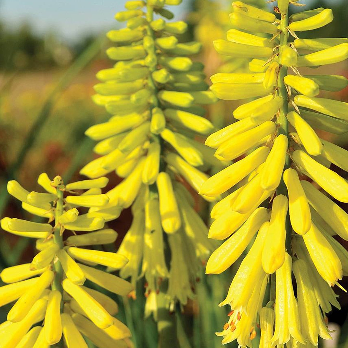 Kniphofia Lemon Popsicle (9cm)