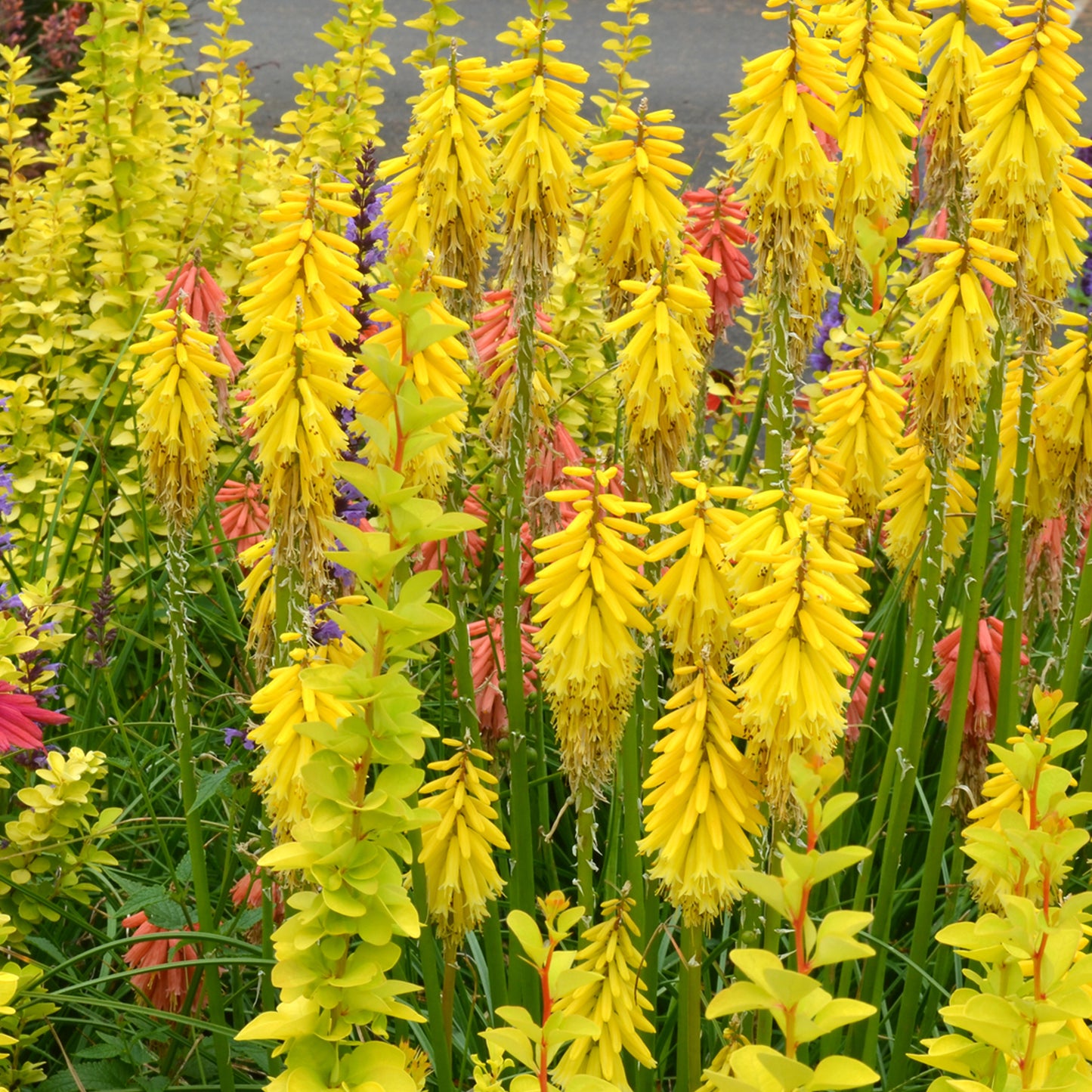 Kniphofia Lemon Popsicle (9cm)