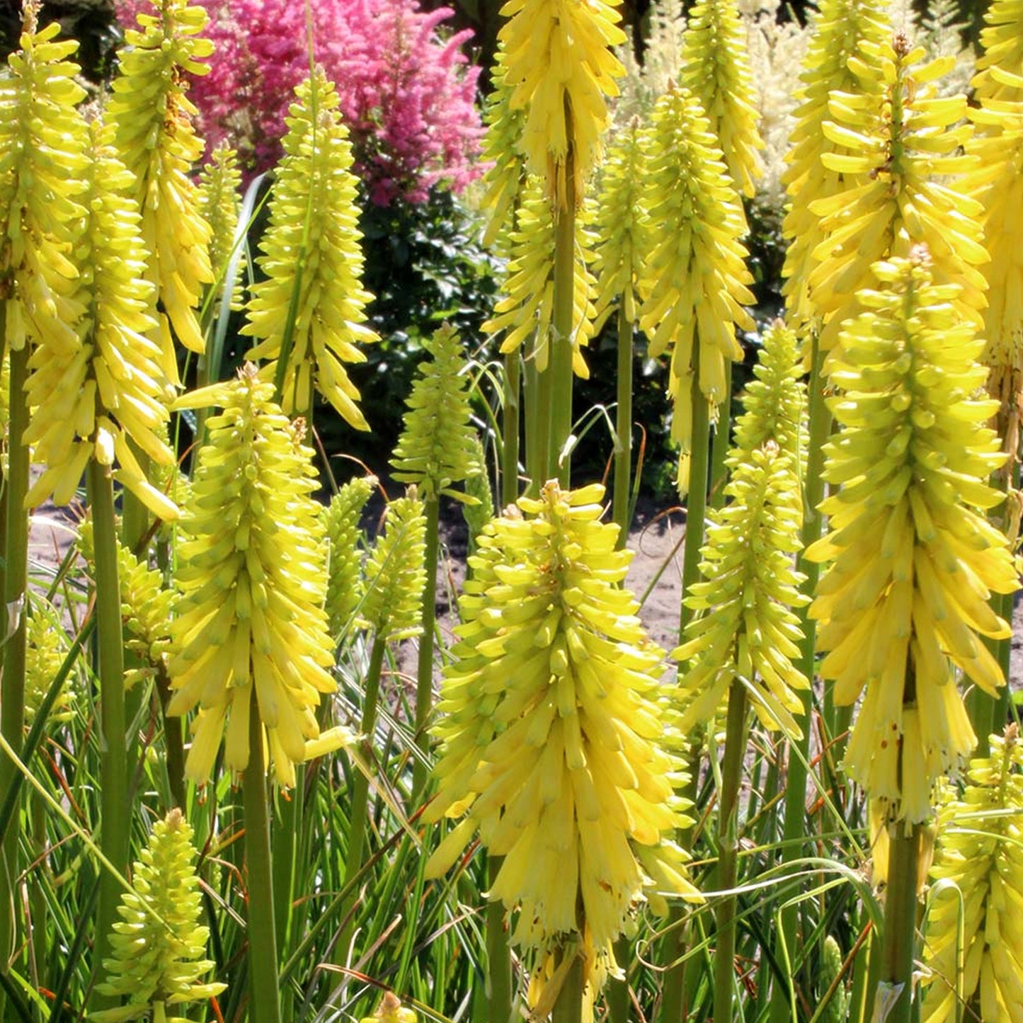 Kniphofia Lemon Popsicle (9cm)