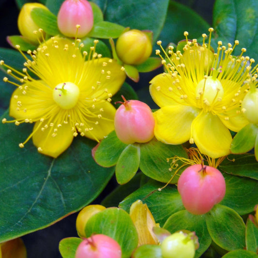 Hypericum Magical Lightning (9cm)