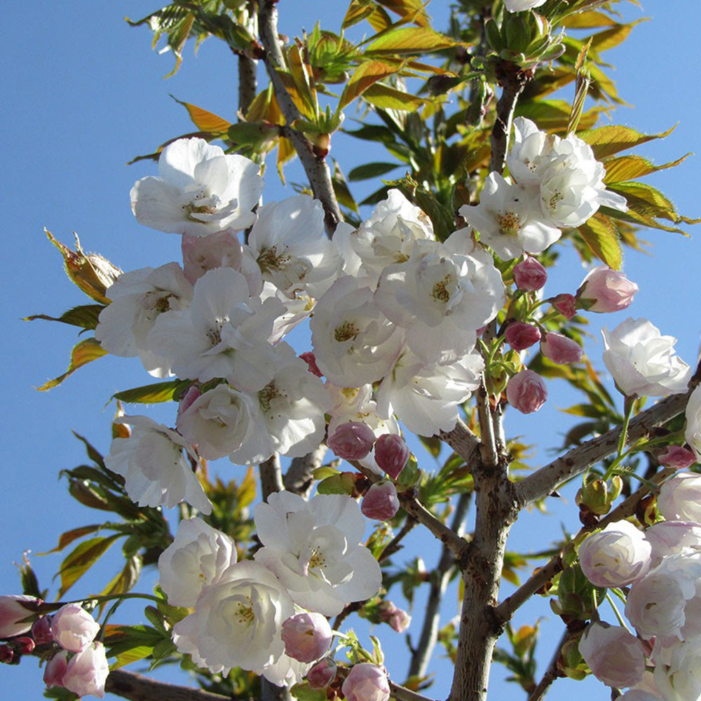 Prunus Shirotae Tree (12L, 5-6ft)