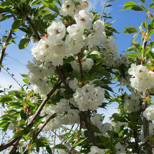 Prunus Shirotae Tree (12L, 5-6ft)