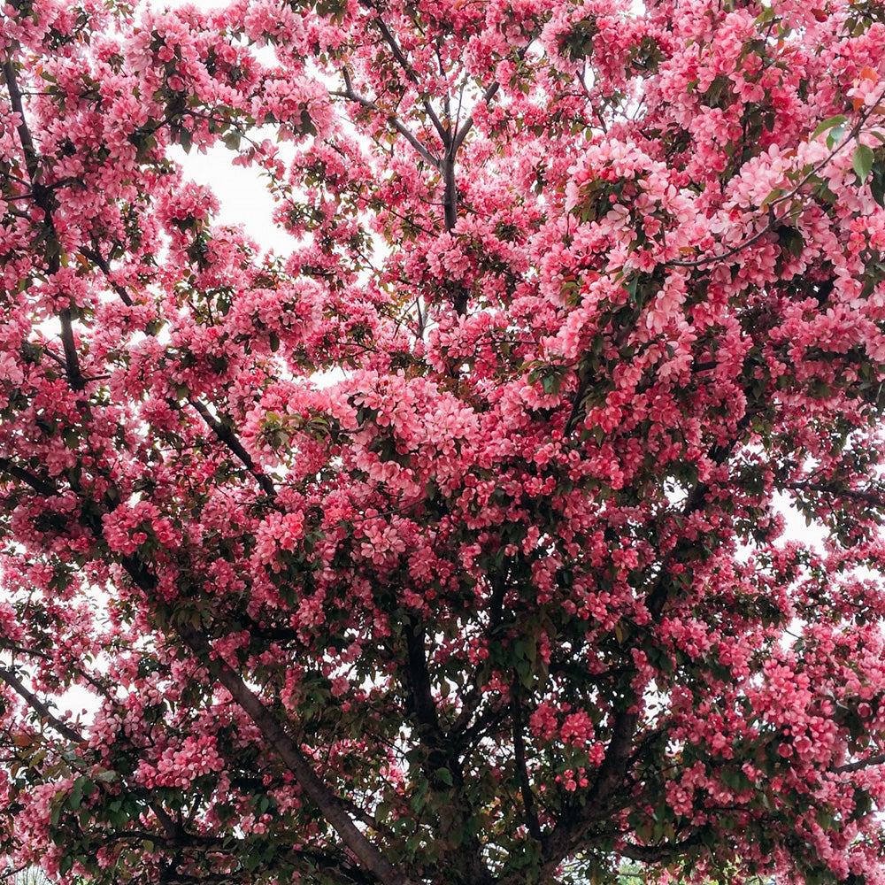 Prunus Pink Perfection Tree (12L, 5-6ft)