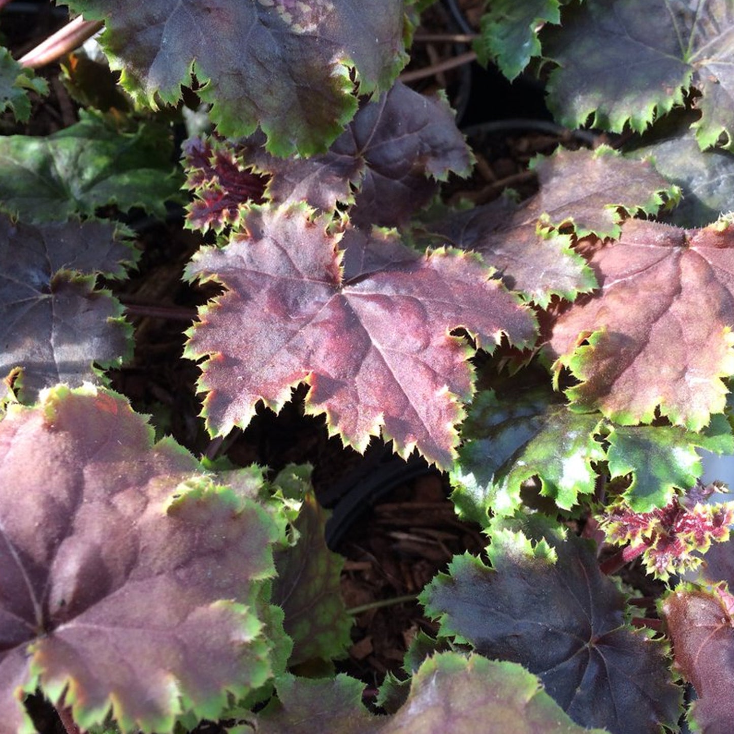 Heuchera Chocolate Limes (9cm)