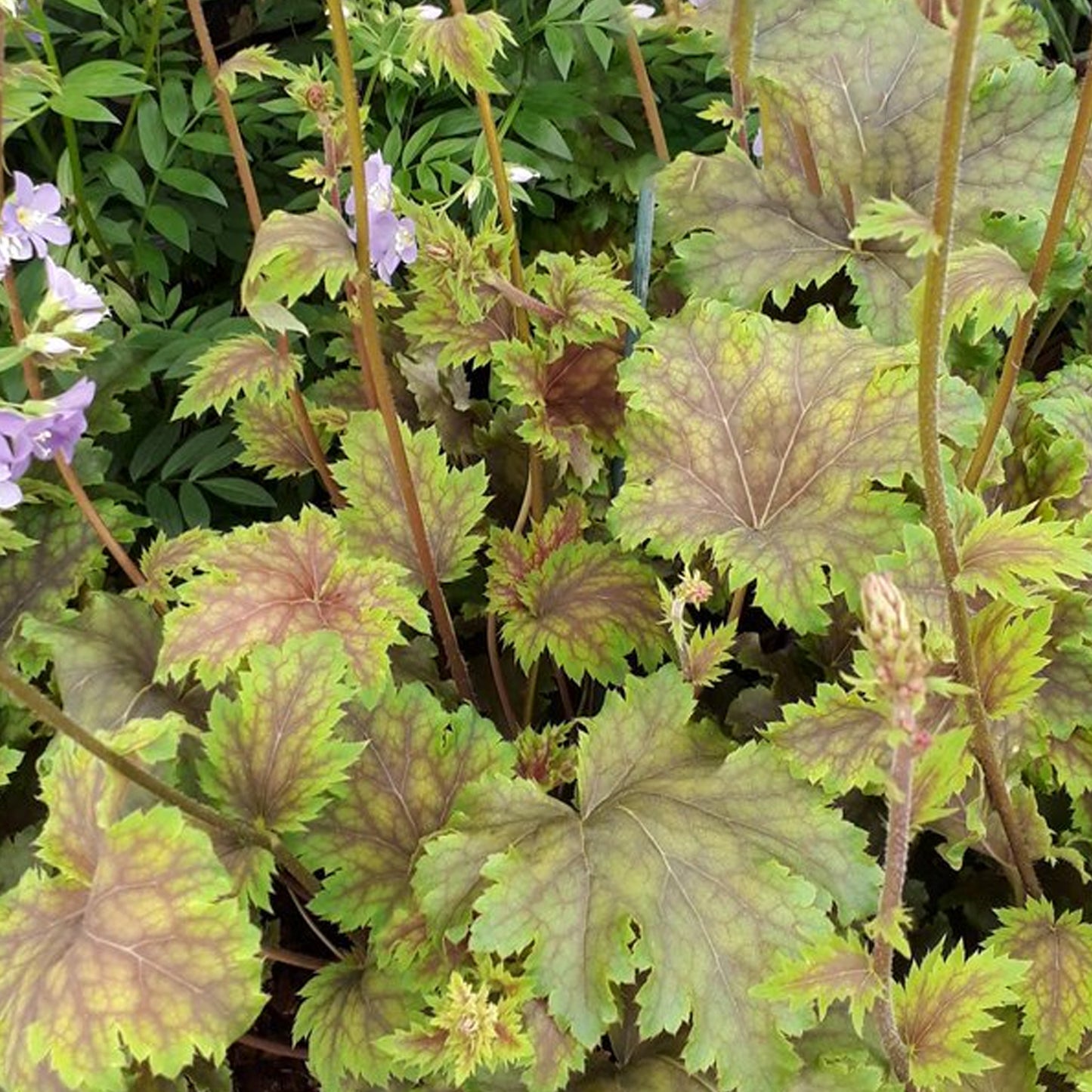 Heuchera Chocolate Limes (9cm)