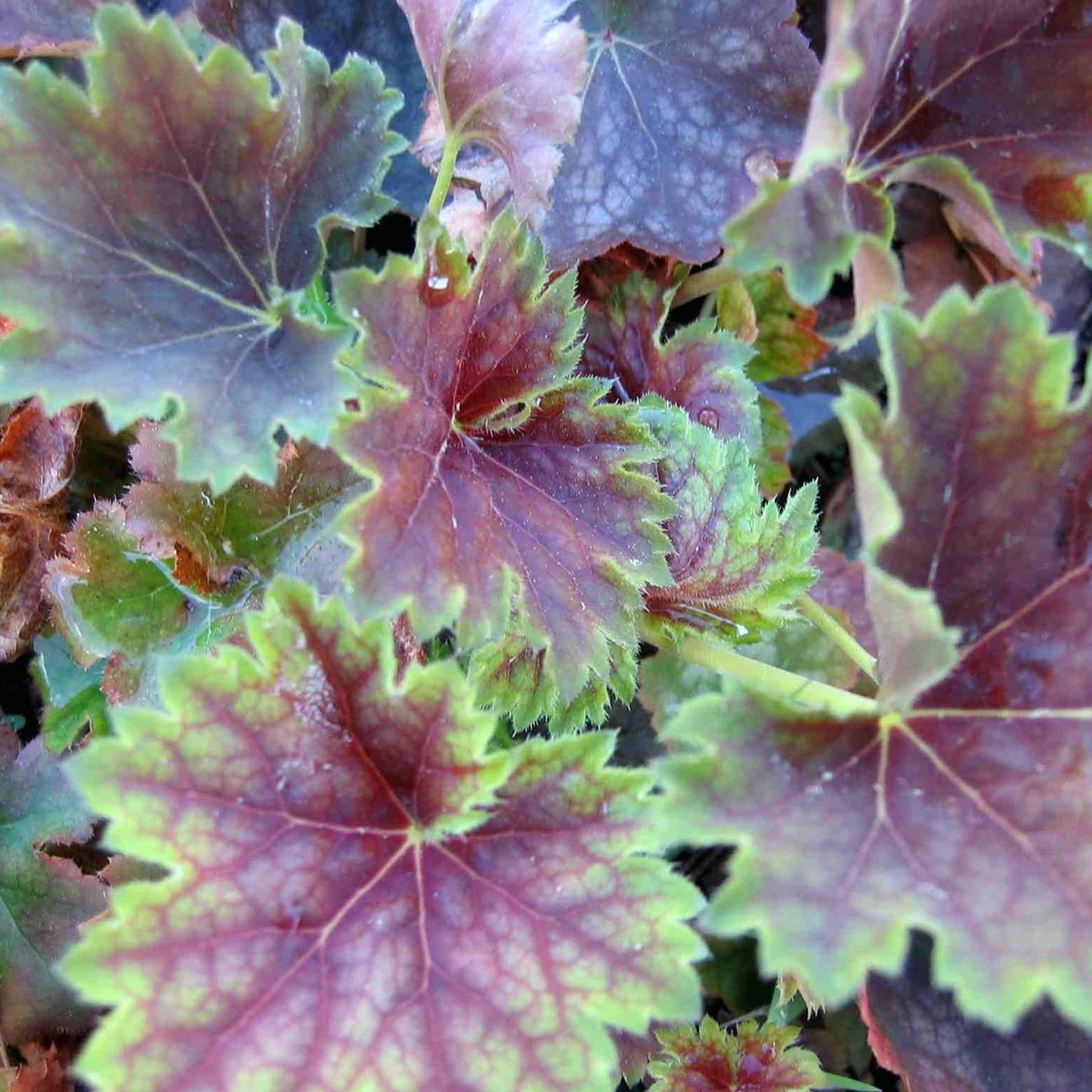 Heuchera Chocolate Limes (9cm)