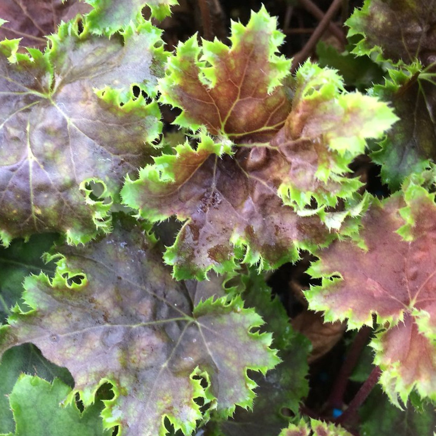 Heuchera Chocolate Limes (9cm)