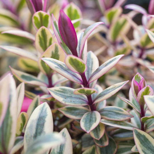 Hebe Rhubarb & Custard (9cm)