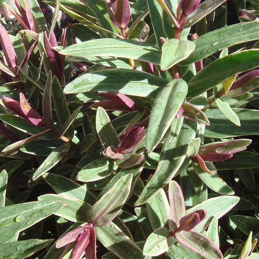 Hebe Marilyn Monroe (9cm)