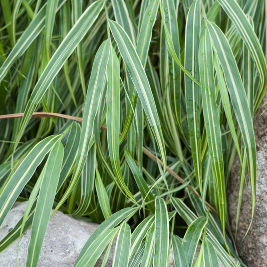 Hakonechloa Albostriata (9cm)
