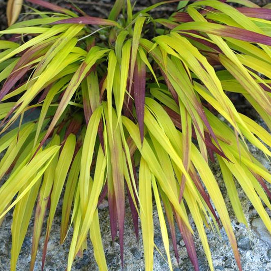 Hakonechloa Sunflare (9cm)