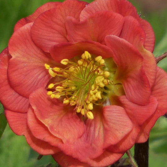 Geum Flames of Passion (9cm)