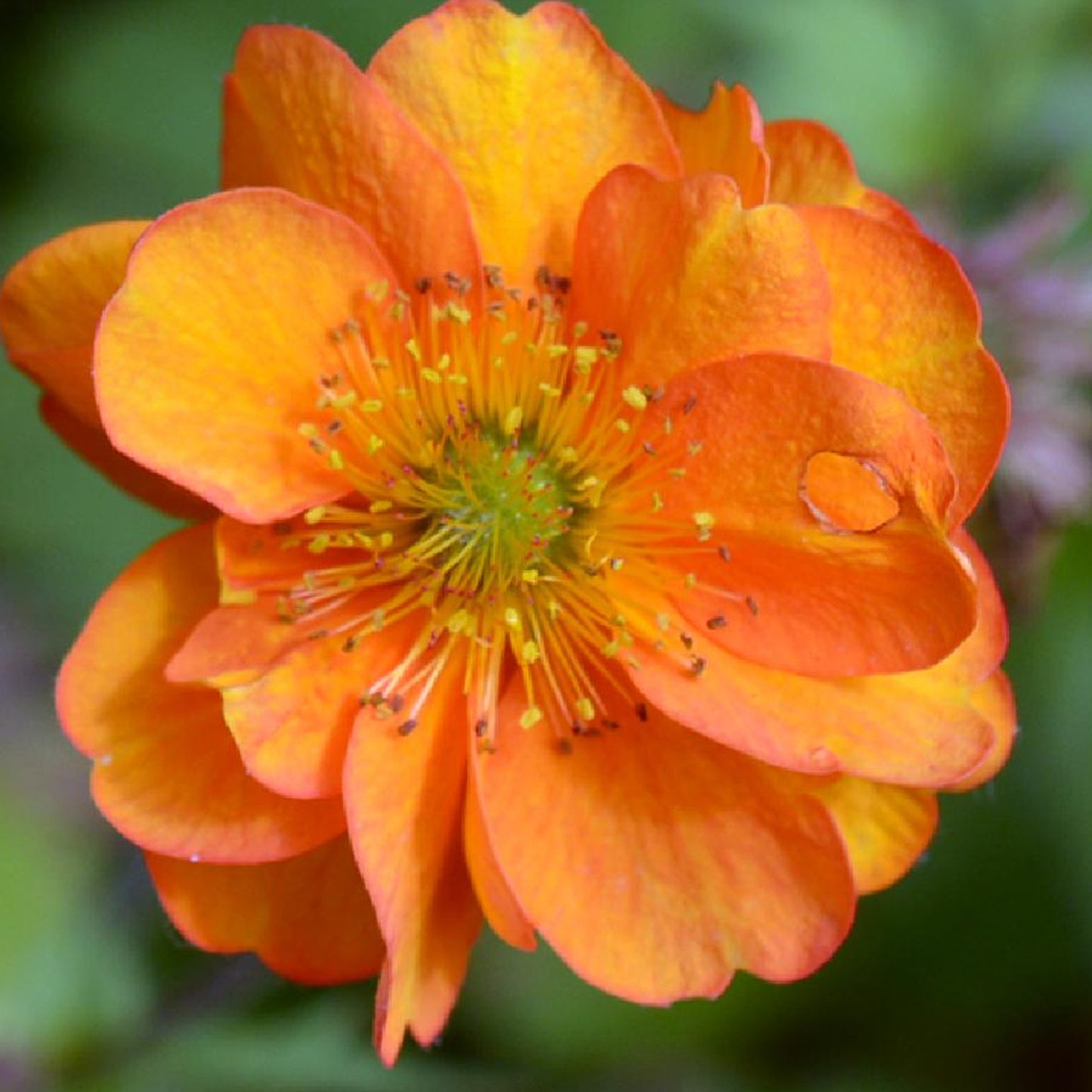 Geum Fire Storm (9cm)