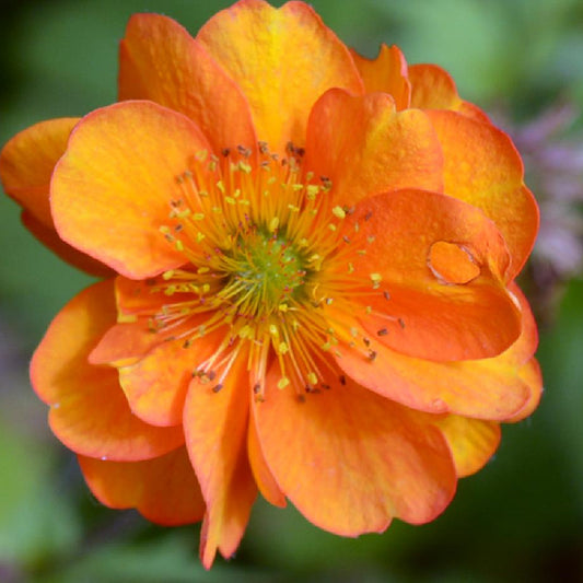 Geum Fire Storm (9cm)