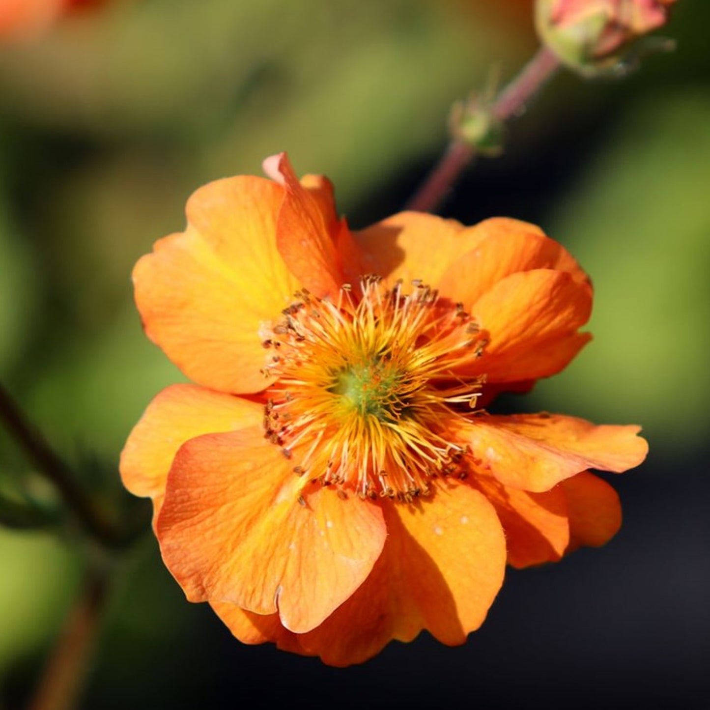 Geum Fire Storm (9cm)