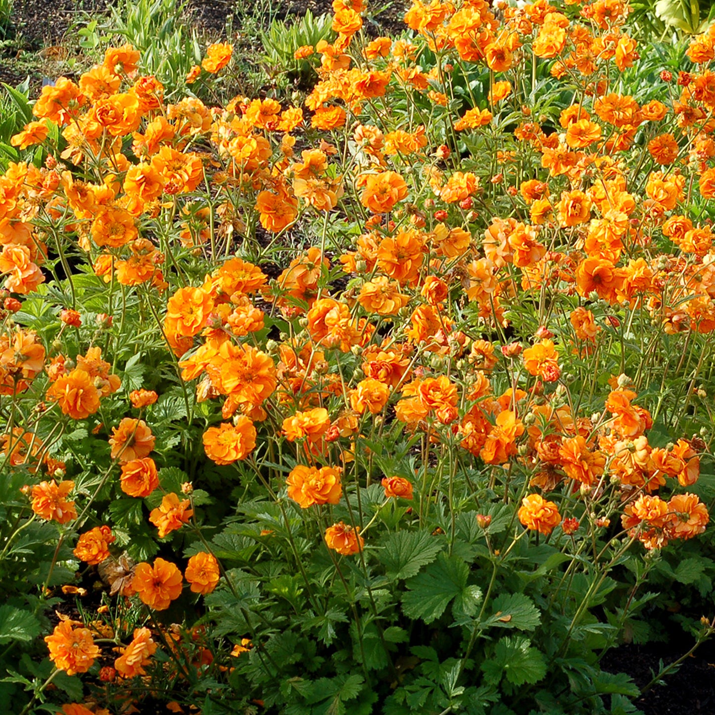 Geum Fire Storm (9cm)