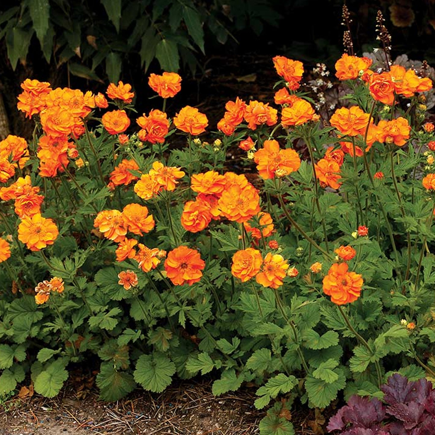 Geum Fire Storm (9cm)