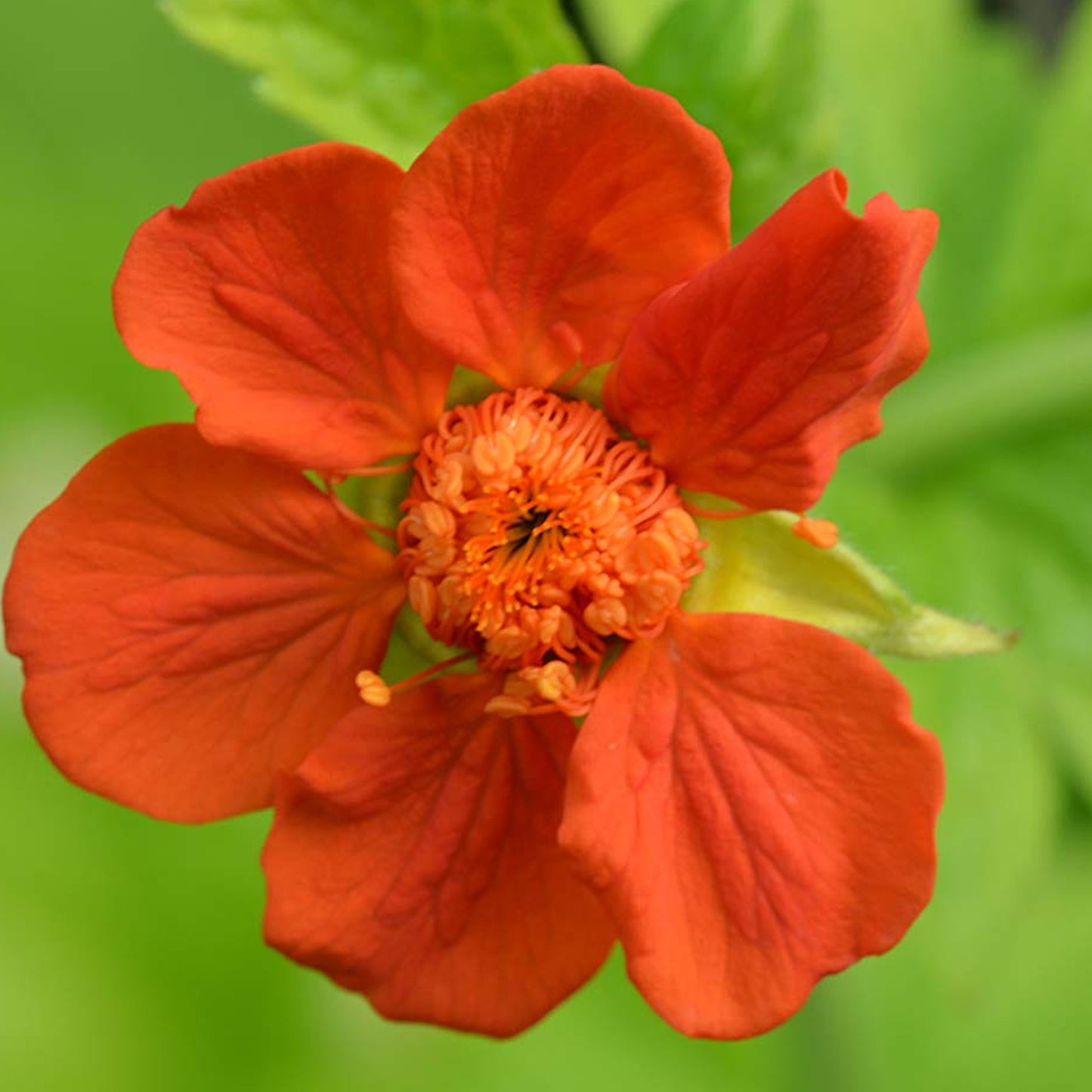 Geum Eos (9cm)