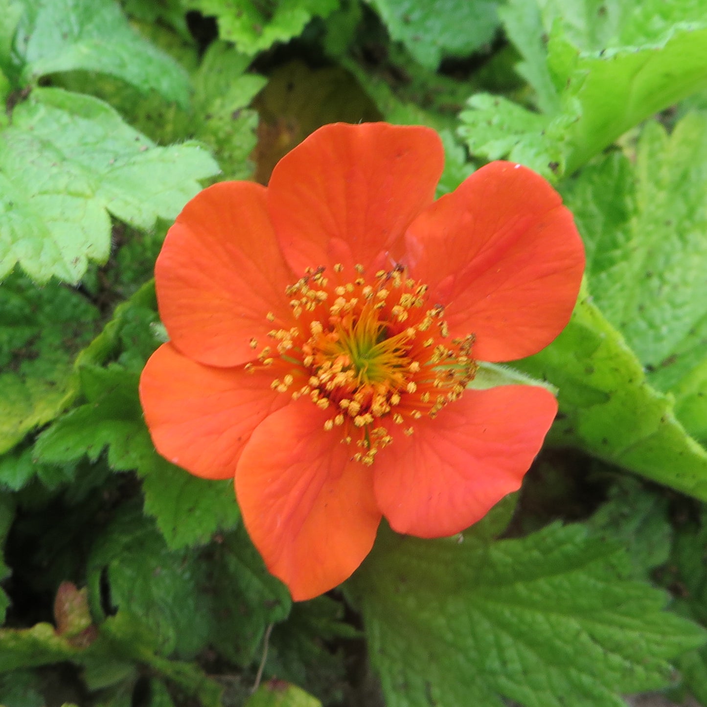 Geum Eos (9cm)