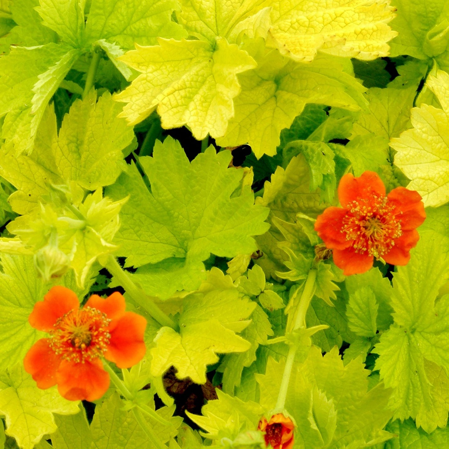 Geum Eos (9cm)